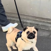 目の前に来たむさし君