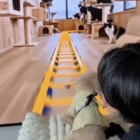 猫、大量発生中