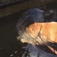 顔ごと潜る犬