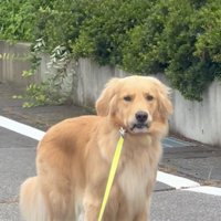 不満げに立ち止まる犬