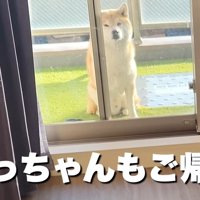 こむぎちゃんはお外派♪