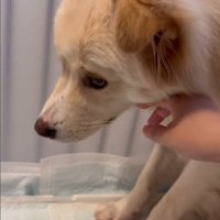 ぼーちゃんの変化3