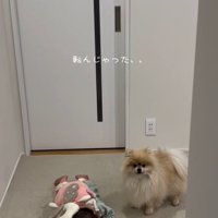 困ったコタローくん