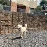 親戚のおじさんを見送るおもちちゃん3