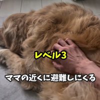 雷鳴ってきた…