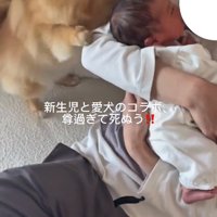 前のめりなハニちゃん