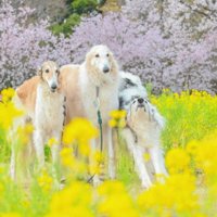 あまり協調性がない性格