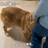 お出迎えする大型犬