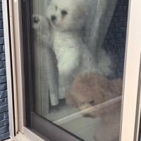 飼い主の帰りを喜ぶ小型犬