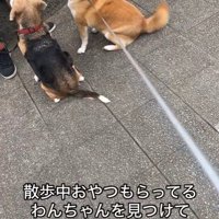 おやつをもらうワンコとポポちゃん4