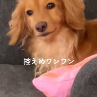 控えめなしまちゃん