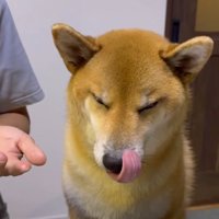 舌なめずりをする柴犬