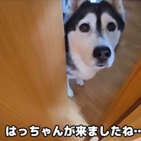 ドアの隙間から除く大型犬