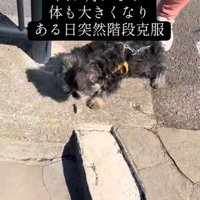 1ヶ月後、階段の前にくると…