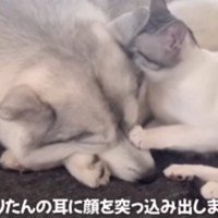 りりたんとも仲良し♡