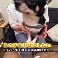 犬のアップ