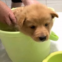 お風呂に入る子犬