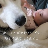 赤ちゃんのことが大好きな大型犬