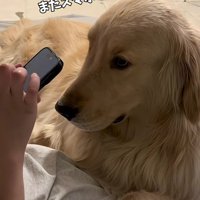 膝の上で甘える麹ちゃん