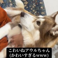 犬の横顔