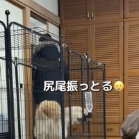 尻尾を振る犬