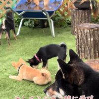 外出遊ぶ犬たち