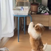 鳥かごの前で立ち上がる犬