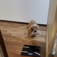おやつ
