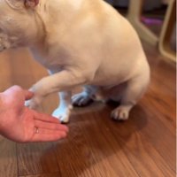 渋々おてをする坊ちゃん