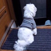 玄関マットの上に座る犬