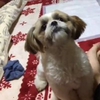 きゅるん