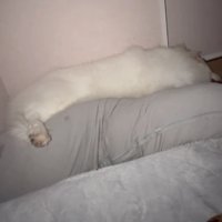 抱き枕に寄り添う犬