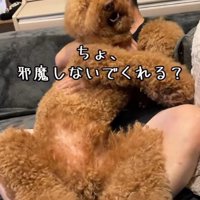 「ママ、邪魔しないで」