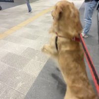 リードを引っ張って…