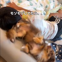 もぞもぞするアムくん