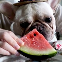 スイカもいただきました♪