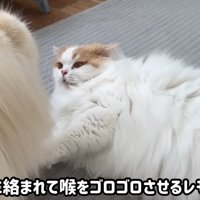 レモンさんに絡むポテチくん