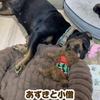 大きさは全然違う2匹