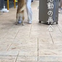 飛びつく柴犬