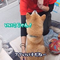 ブラッシング中のフクちゃん2