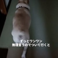 歩く犬