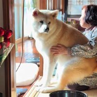 子犬気分の駄偉助くん