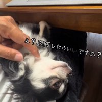 目を開けるオレオちゃん