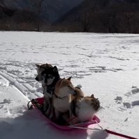 みんなでソリに乗ることも