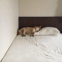 愛おしい
