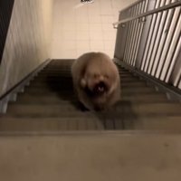 階段を上ってくる小型犬