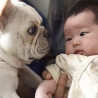 赤ちゃんを見つめる犬