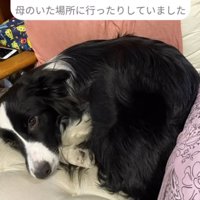 お母さんの寝床に横になる犬