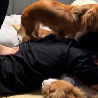 背中に飛び乗るモナカちゃん