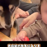 おもちゃを奪った麦ちゃん3